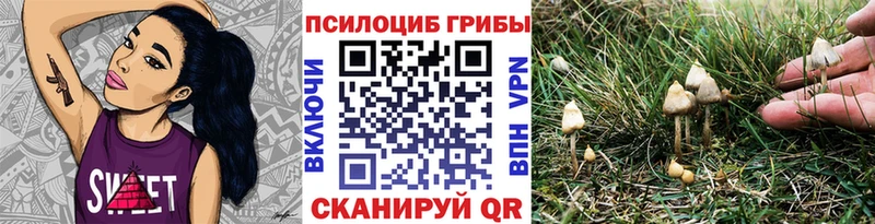 Купить где  Заинск  Псилоцибиновые грибы Cubensis 